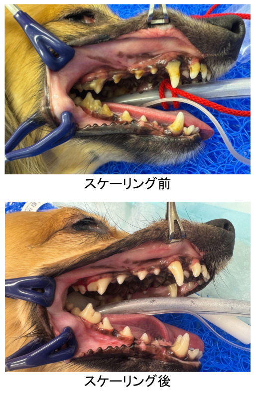 よくある歯科症例